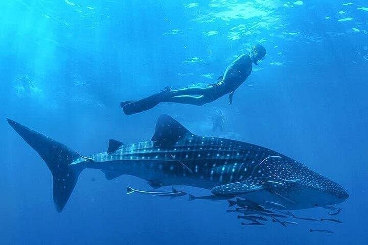 Swim with Whale Shark from La Paz — Guided Whale Shark Snorkel Tours (Oct–Apr) photo 2
