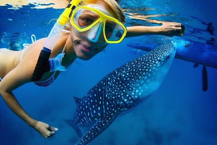 Swim with Whale Shark from La Paz — Guided Whale Shark Snorkel Tours (Oct–Apr) photo 1