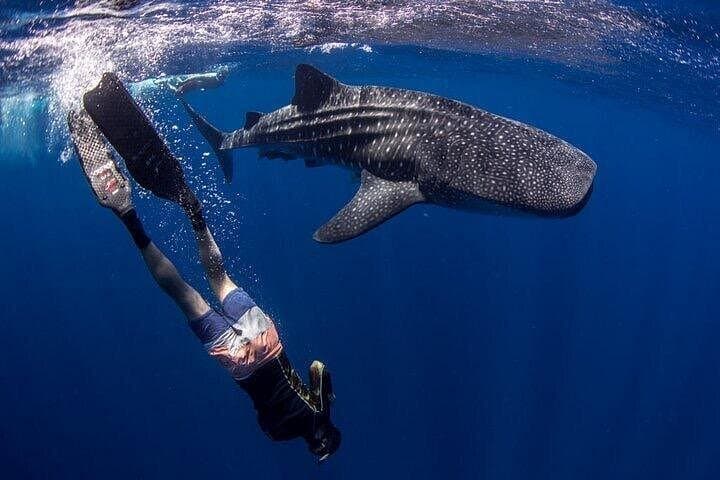 Swim with Whale Shark from La Paz — Guided Whale Shark Snorkel Tours (Oct–Apr) photo 4
