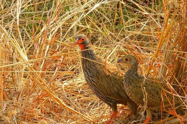 4-Day Great Ruaha Safari: Great Ruaha River, Big Cats & Birdwatching in Remote Tanzania photo 3