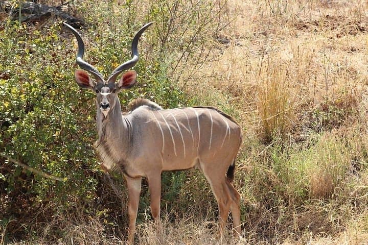 4-Day Great Ruaha Safari: Great Ruaha River, Big Cats & Birdwatching in Remote Tanzania photo 2