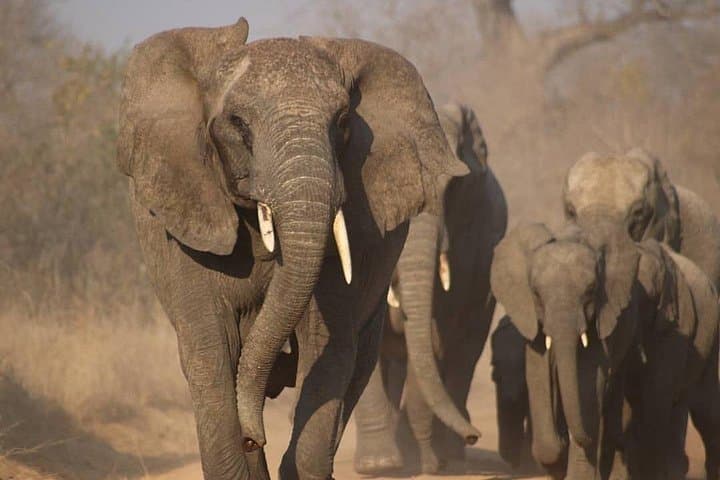 4-Day Great Ruaha Safari: Great Ruaha River, Big Cats & Birdwatching in Remote Tanzania photo 4