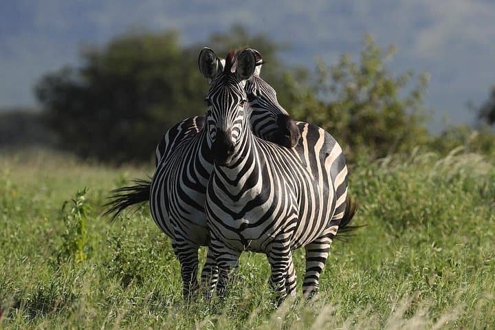 4-Day Great Ruaha Safari: Great Ruaha River, Big Cats & Birdwatching in Remote Tanzania