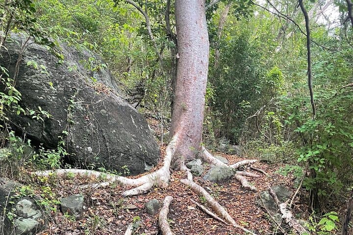 Mount Alma Hike: Best 360° View in the British Virgin Islands photo 5