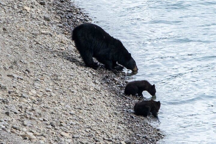 Jasper Evening Wildlife Tour — When and Where to Spot Elk, Bears & Bighorn Sheep photo 2