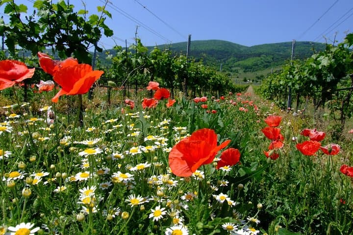 Private Vienna Woods Wine Tour: Hike, History & Thermal Region Tastings photo 4