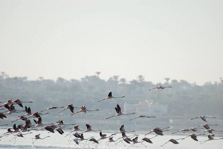 El-Fayoum Birdwatching Day Trip from Cairo — Wadi El Rayan & Lake Qarun photo 3