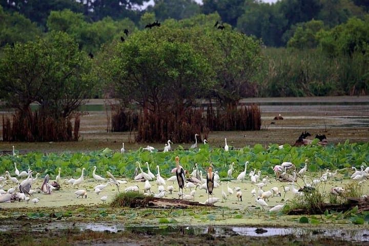 Kalametiya Catamaran Bird-Watching Tour: Coastal Wetlands & Paddle Experience photo 4