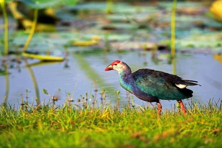 Kalametiya Catamaran Bird-Watching Tour: Coastal Wetlands & Paddle Experience photo 1
