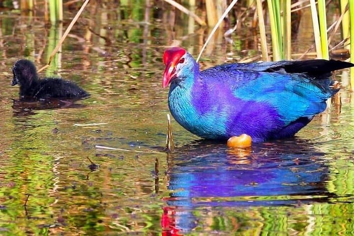 Kalametiya Catamaran Bird-Watching Tour: Coastal Wetlands & Paddle Experience photo 3