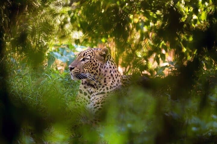Wilpattu National Park Full-Day Jeep Safari from Negombo - Leopard & Wetland Bird Safari photo 2