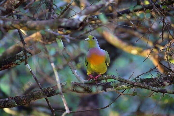Wilpattu National Park Full-Day Jeep Safari from Negombo - Leopard & Wetland Bird Safari photo 3
