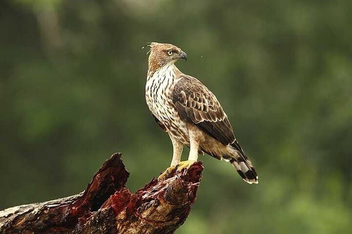 Wilpattu National Park Full-Day Jeep Safari from Negombo - Leopard & Wetland Bird Safari photo 6