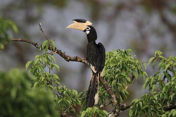 Wilpattu National Park Full-Day Jeep Safari from Negombo - Leopard & Wetland Bird Safari photo 5