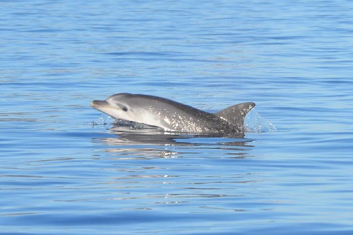 Figarolo Island Dolphin-Watching and Snorkel Cruise from Olbia photo 2