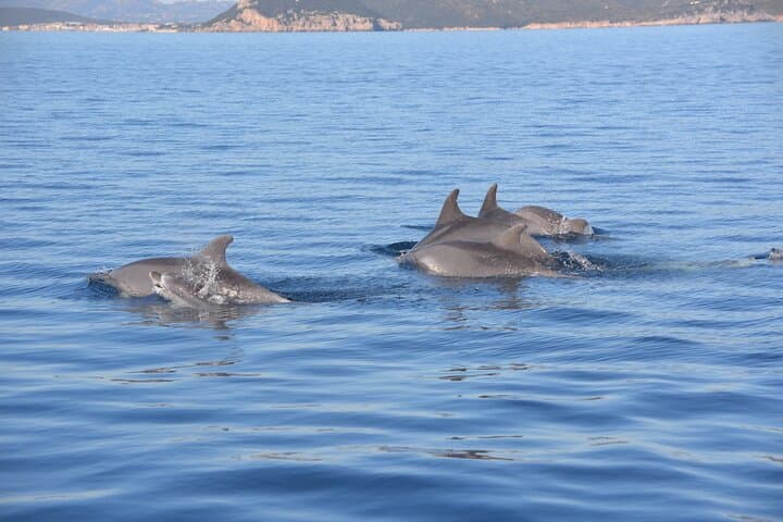 Figarolo Island Dolphin-Watching and Snorkel Cruise from Olbia photo 3