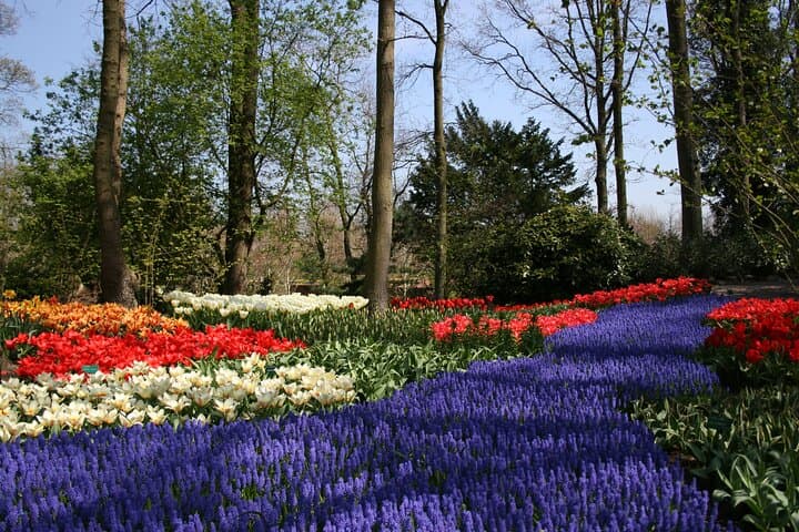 Private Day Trip to Keukenhof and Zaanse Schans — Tulips, Windmills & Dutch Countryside photo 4