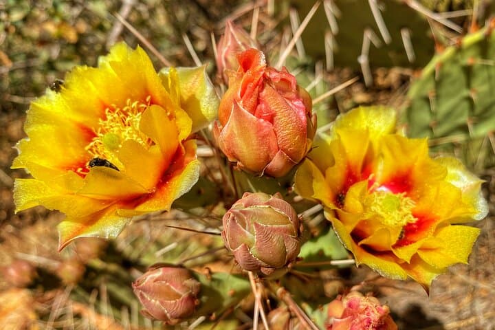 Sedona Sacred Canyons Loop Hike — Private Guided Red Rock Adventure photo 3