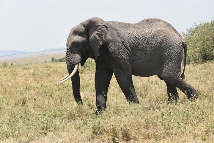 7-Day Luxury Jeep Safari in Kenya: Masai Mara, Nakuru, Naivasha, Amboseli & Balloon Ride photo 6