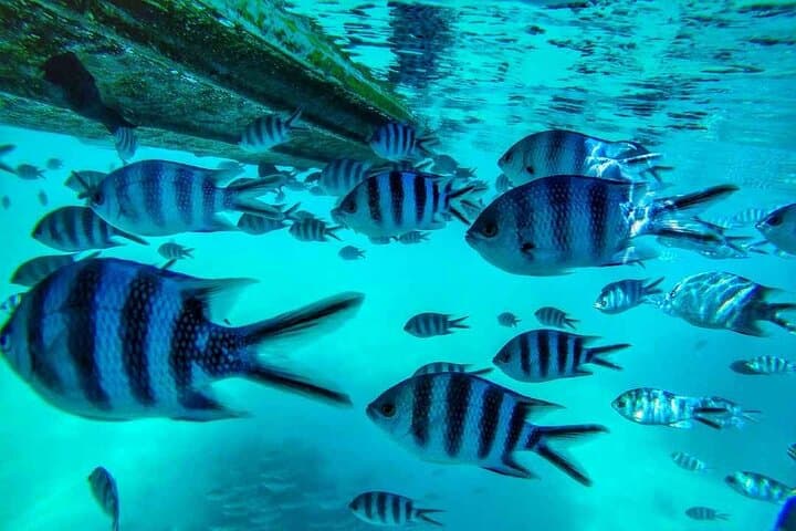 Eastern Mauritius Day Tour: Rhumerie St Aubin, Blue Bay Snorkel & Mahebourg Highlights photo 3