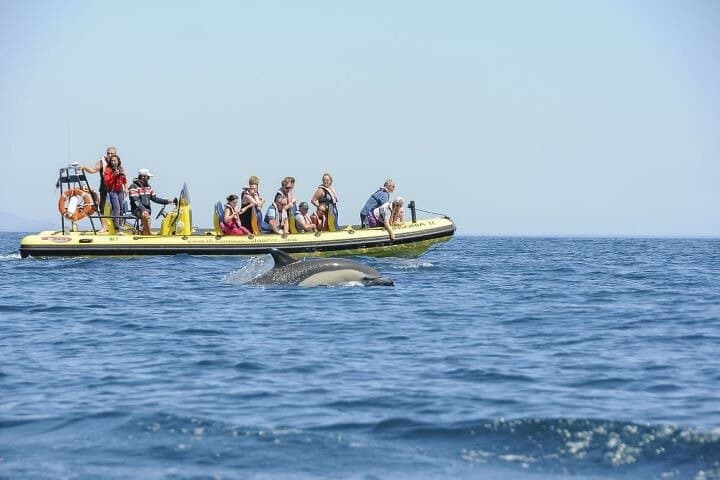 Albufeira Dreamer Cave and Dolphin Speedboat Tour with Transport