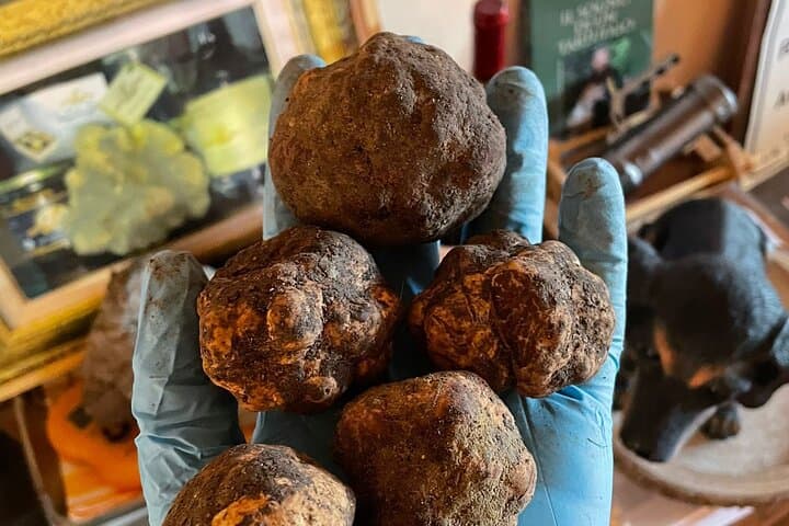 Truffle Hunting and Tasting in Molise: Guided Forage with Truffle Dogs photo 4
