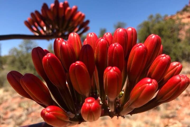 Sedona Doe Mountain Private Hike — Sneak-a-Peak Summit Views photo 4