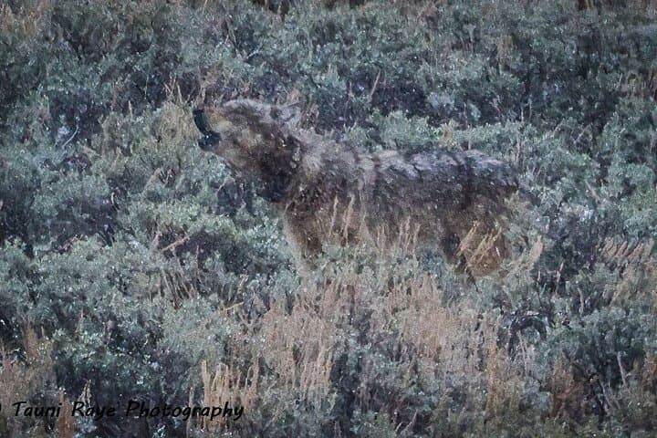 Yellowstone Full-Day Upper Loop Wildlife Tour from West Yellowstone photo 2