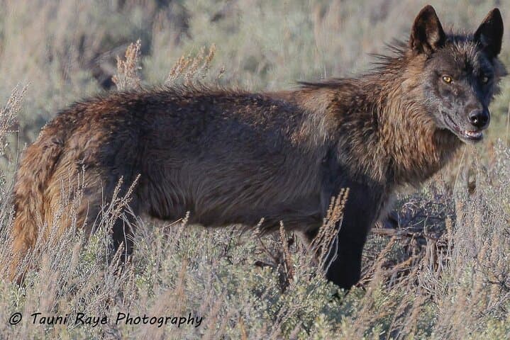 Yellowstone Full-Day Upper Loop Wildlife Tour from West Yellowstone photo 4