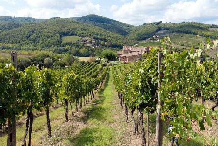 Private Chianti Wine & Olive Oil Tasting — Day Trip from Florence
