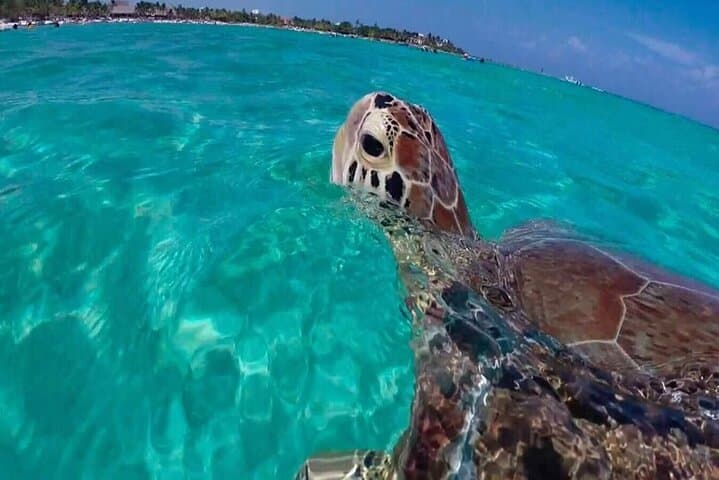 Private Akumal Snorkel & Cenote Swim — Turtle Encounter from Cancun photo 4