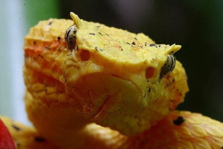 Orosi Nocturnal Wildlife Walk: 2-Hour Night Tour in Costa Rica's Cloud Forest photo 4
