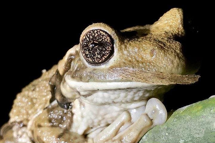 Orosi Nocturnal Wildlife Walk: 2-Hour Night Tour in Costa Rica's Cloud Forest