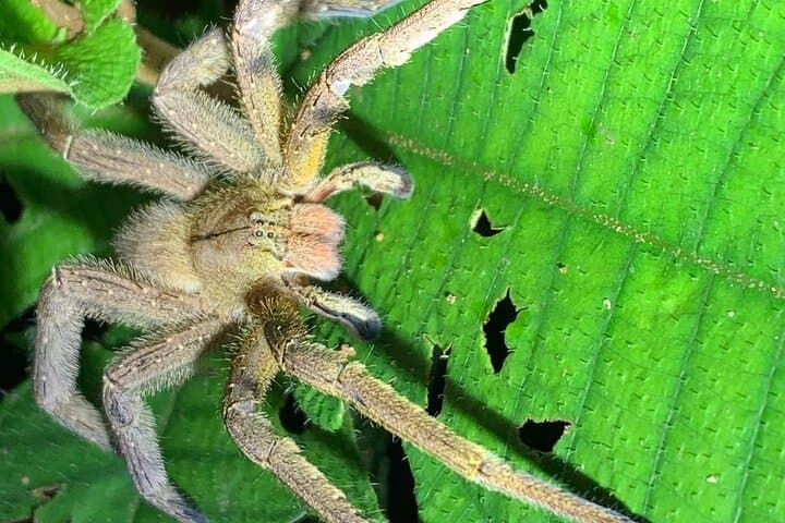 Night Walk in Monteverde Cloud Forest: Guided Nocturnal Wildlife Experience photo 6