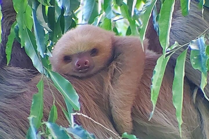 Curicancha Wildlife Tour — Monteverde Birding & Rainforest Walk photo 2