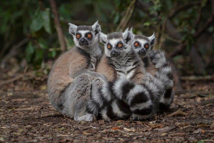 Monkeyland Plettenberg Bay: Guided Free-Roaming Primate Sanctuary Tour photo 3