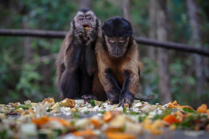 Monkeyland Plettenberg Bay: Guided Free-Roaming Primate Sanctuary Tour photo 4