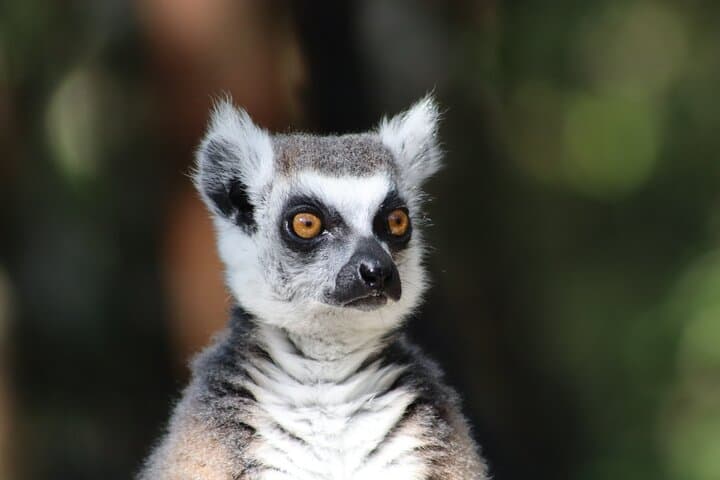 Monkeyland Plettenberg Bay: Guided Free-Roaming Primate Sanctuary Tour photo 5