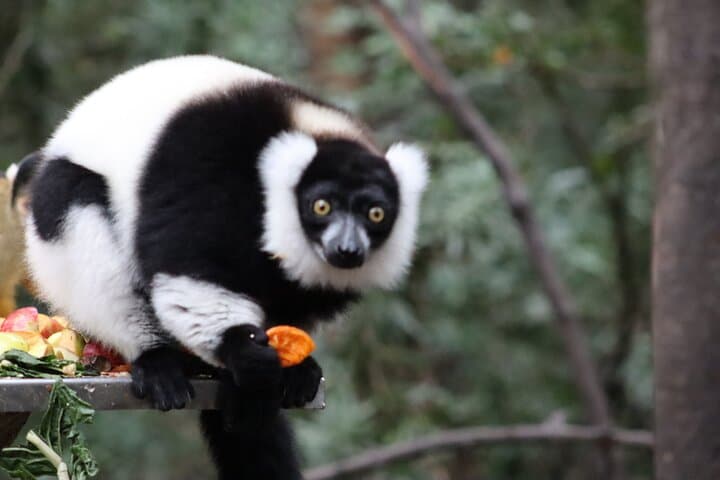 Monkeyland Plettenberg Bay: Guided Free-Roaming Primate Sanctuary Tour photo 6