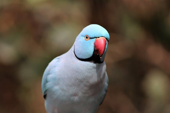Inside Birds of Eden: Exploring the World's Largest Free-Flight Aviary in Plettenberg Bay photo 4