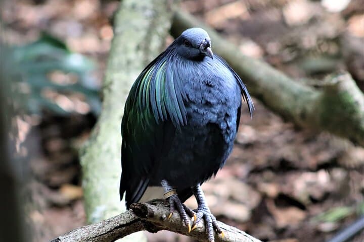 Inside Birds of Eden: Exploring the World's Largest Free-Flight Aviary in Plettenberg Bay photo 5