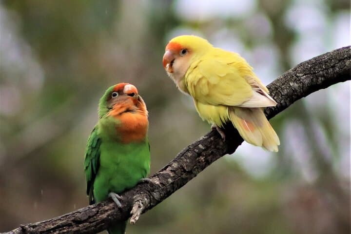 Inside Birds of Eden: Exploring the World's Largest Free-Flight Aviary in Plettenberg Bay photo 6
