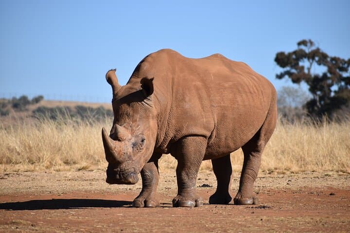 Exploring Nairobi National Park: A Unique Urban Safari Adventure photo 3