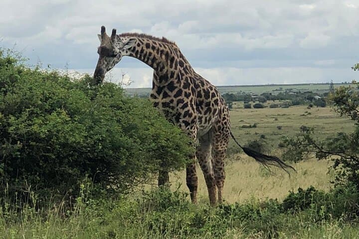 Exploring Nairobi National Park: A Unique Urban Safari Adventure photo 6