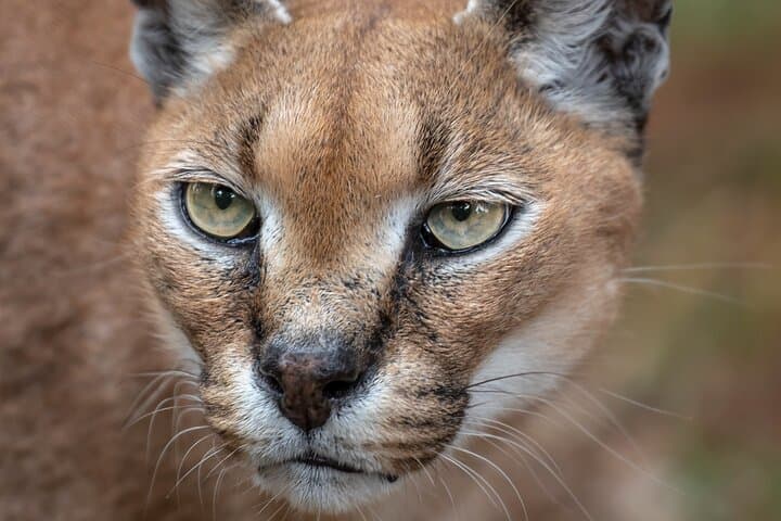 Jukani Wildlife Sanctuary Guided Tour — Plettenberg Bay Big Cats & Rescue Experience photo 3