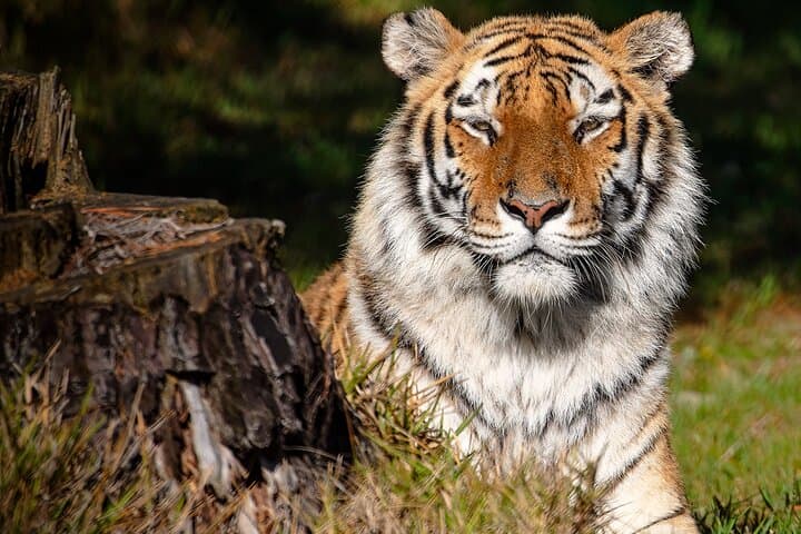 Jukani Wildlife Sanctuary Guided Tour — Plettenberg Bay Big Cats & Rescue Experience photo 4