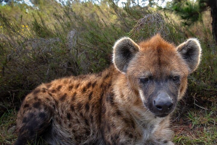 Jukani Wildlife Sanctuary Guided Tour — Plettenberg Bay Big Cats & Rescue Experience photo 5