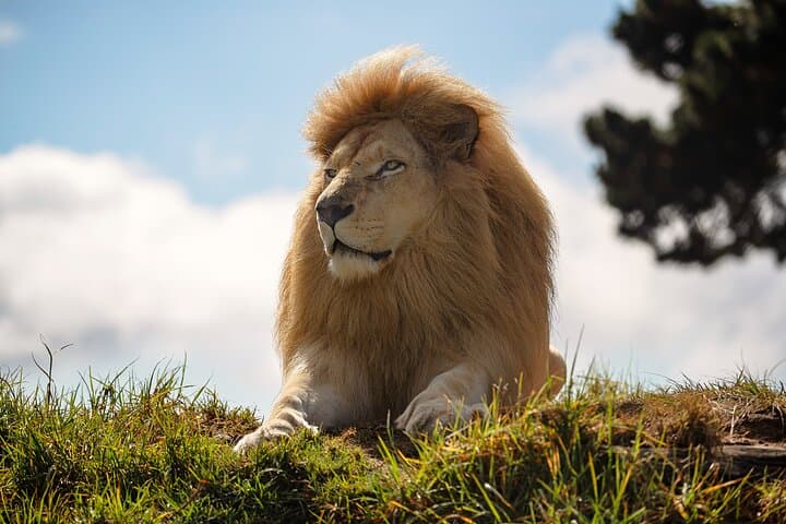 Jukani Wildlife Sanctuary Guided Tour — Plettenberg Bay Big Cats & Rescue Experience photo 6