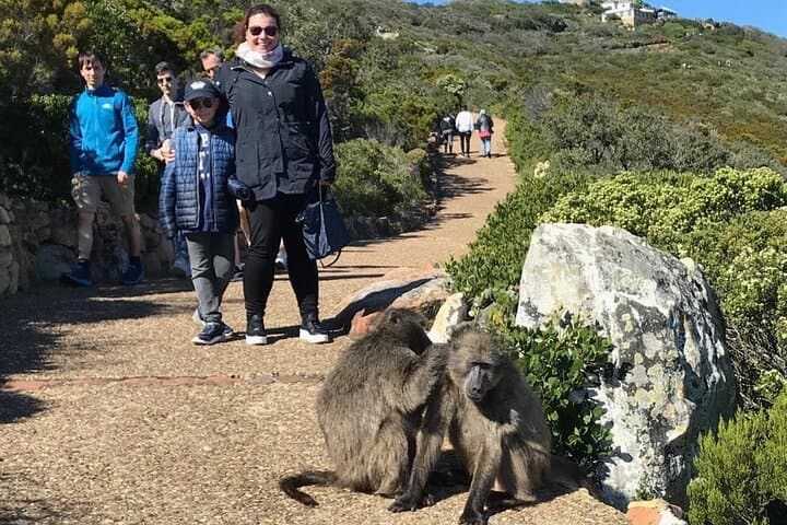 Magnificent Cape Peninsula Private Tour — Cape Point, Chapman's Peak & Boulders Beach photo 4
