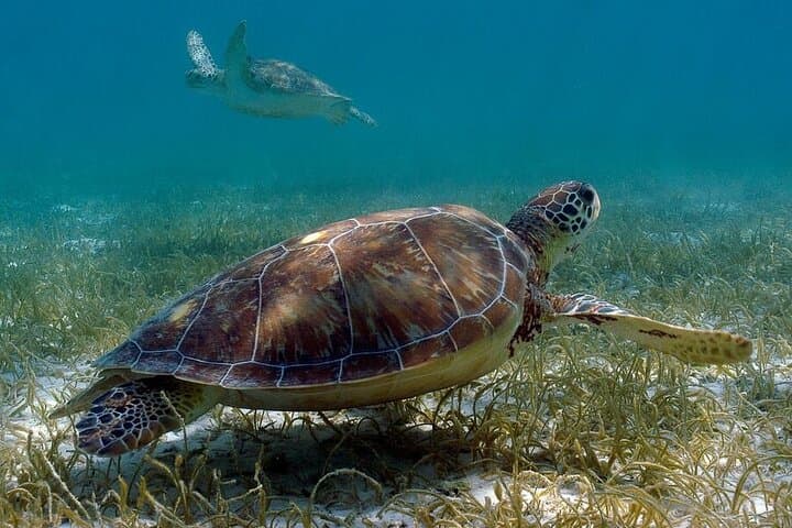 Akumal Reef Turtle Encounter + Cenote — Snorkel Sea Turtles on the Riviera Maya photo 2